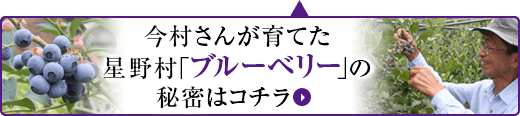 今村さんが育てた星野村「ブルーベリー」の秘密はコチラ